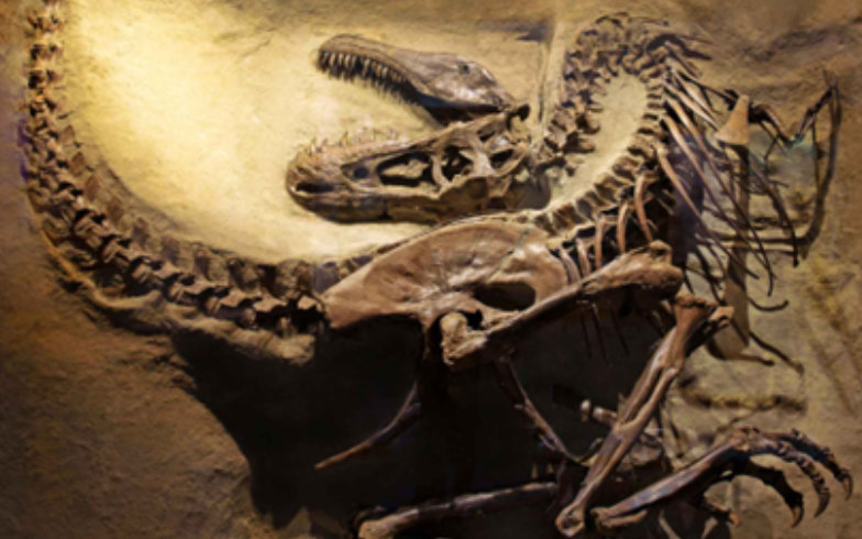 Gorgosaurus skeleton, uncovered under layers in Dinosaur Provincial Park, Alberta.